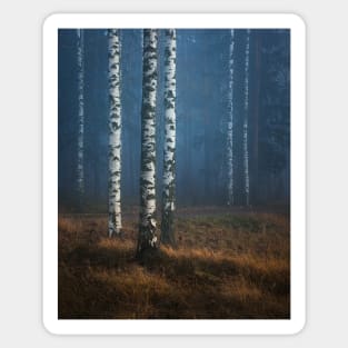 Foggy autumn forest Sticker